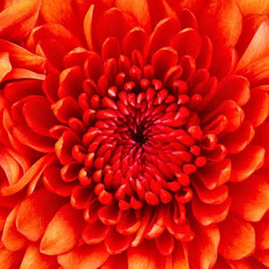 Meet your Posher, Emilee